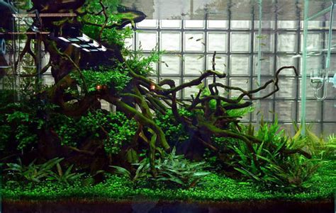 Developed around 30 years ago by famous aquarist takashi amano, this type of aquascape represents not just a minimalist layout, it also reflects the japanese culture, spirituality and love for beauty and simplicity. Basic Forms - Aqua Rebell