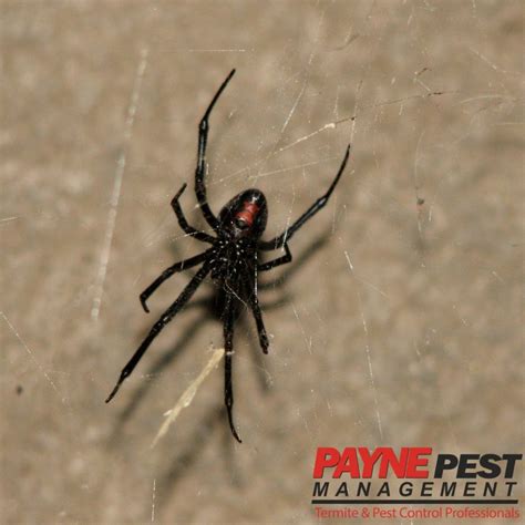Black Widow Spider Pest Control Company In San Diego Los Angeles