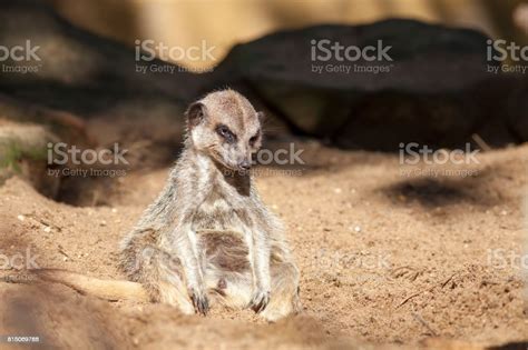 Depressed Animal Bad Day At Work For A Tired Meerkat Funny Cute Animal