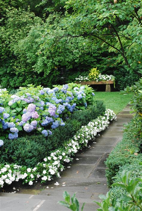 Nikko Blue Hydrangeas Beautiful Home Gardens Beautiful Gardens