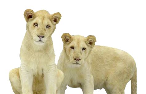 Lion Cub Png Png All