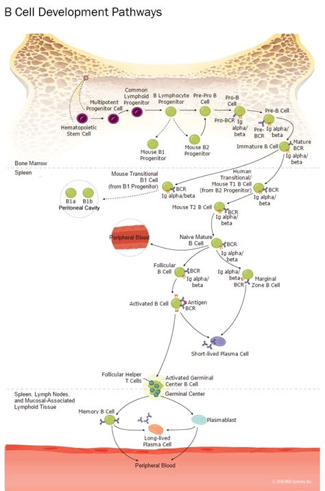 B Cell Development Pathways