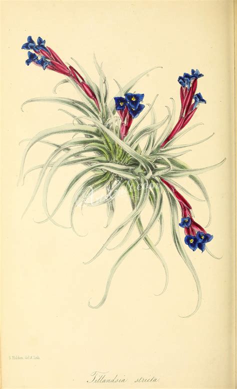 Straight Tillandsia Tillandsia Stricta Botanical Drawings