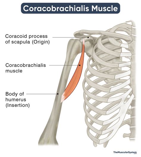 Coracobrachialis Muscle Action Origin Insertion And Diagram