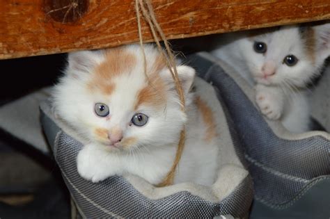 ★ fremdkörper, allergien, aber auch ★ katzenschnupfen bringen sie in erfahrung, wann ihre katze oft niest oder andere symptome zeigt. Katzen Paarung - Sterilisation und Ovulation