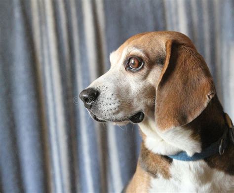 Beagle Dog Face In Profile Stock Image Image Of Breed 50515613