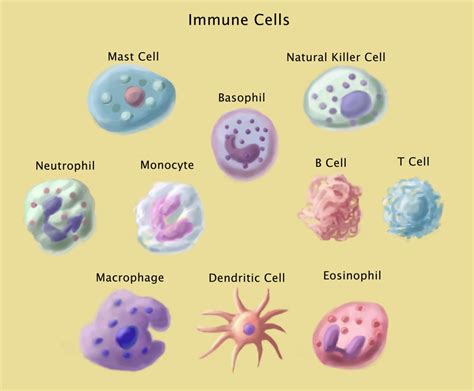 Immune Cells Illustration Poster Print By Spencer Suttonscience