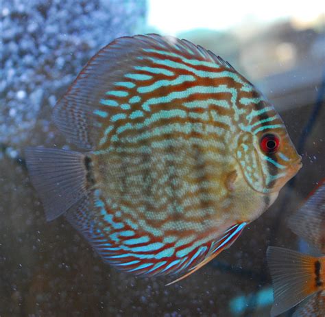 Freshwater Fish For Sale Blue Snakeskin Discus Large
