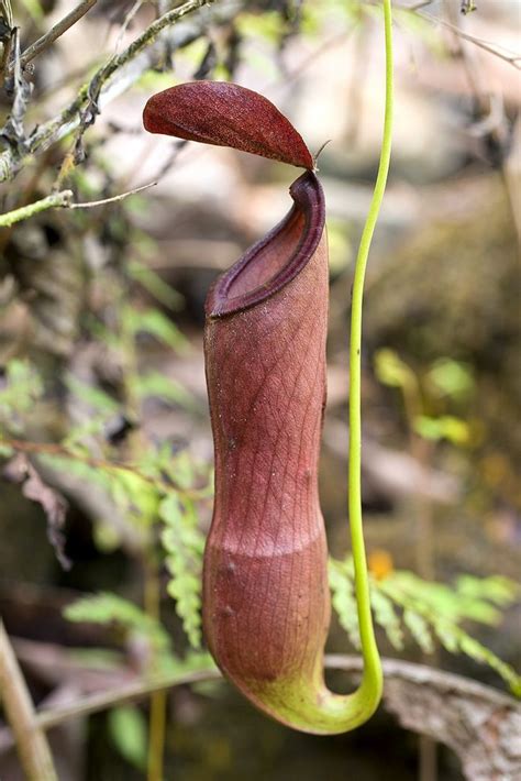 Nepenthes Mirabilis Photographed By Brad Wilson In Sabah Borneo W
