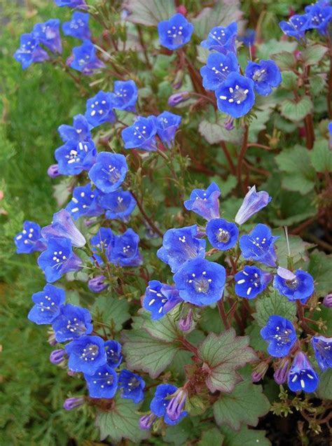 Indeed, when the winter rains have been good, the sonoran desert boasts a profusion of colorful wildflowers that carpet the desert sands. CALIFORNIA BLUEBELL - Premier Seeds Direct