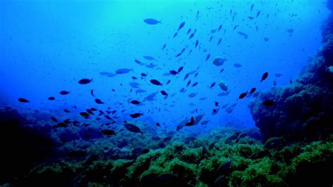 La Importancia De Conocer La Biodiversidad Del Mar Profundo Fundación