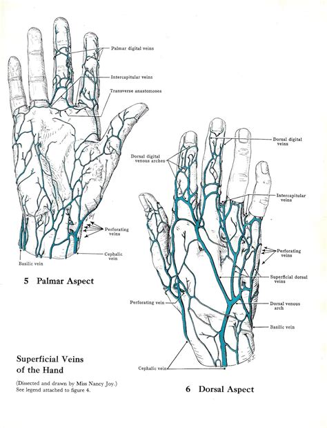 Superficial Veins Of The Hand And Cutaneous Nerves Of The Upper Etsy