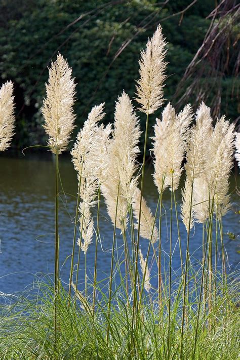 Online Crop Hd Wallpaper Pampas Grass Close Up Feathery Nature