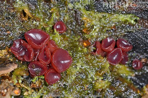 Stock Photo Of Purple Jelly Drops Ascocoryne Sarcoides Cylichnium