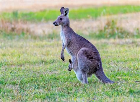 Eastern Grey Kangaroo Free Stock Photo Public Domain Pictures