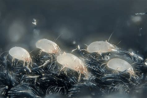Whats Living In Your Mattress The Truth About Dust Mites