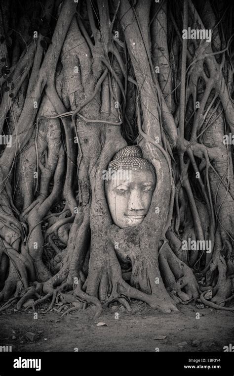 Sandstone Buddha Head Statue In Tree Roots Of Banyan Tree Hi Res Stock