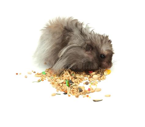 Fat Fluffy Hamster Eating A Seed Isolated On White Background Stock
