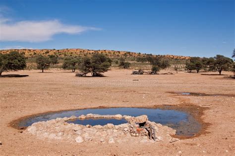Water Hole For Animals In The Desert Stock Image Image Of Soil