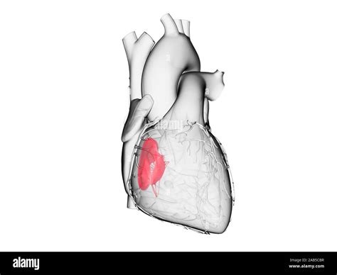 3d Rendered Medically Accurate Illustration Of The Tricuspid Valve
