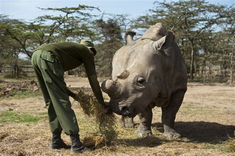 Rhino Poaching Decreases In South Africa Save The Rhino