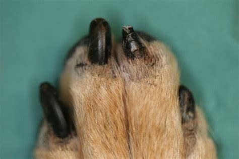 Symmetric Lupoid Onychodystrophy 01 In Dogs Canis Vetlexicon