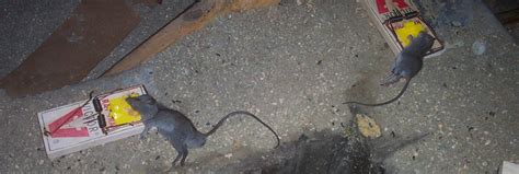 How To Find And Remove A Dead House Mouse