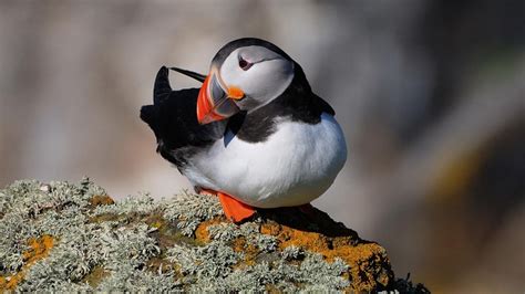 Atlantic Puffin Common Puffin Facts Diet Life Cycle Baby Pictures