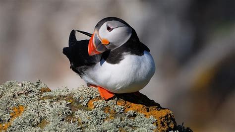 We've compiled some fun puffin facts so you know more about them when you come visit. Atlantic Puffin (Common Puffin) Facts, Diet, Life Cycle ...
