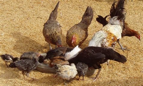 Breeding And Caring For Darag Native Chickens Agriculture Monthly