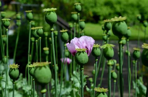 Purple Opium Poppy Flower Free Image Peakpx