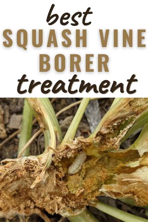 Best Squash Vine Borer Treatment 7 Chemical Free Options