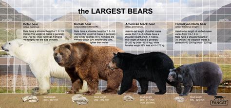 The Bears Size Fancat By Bigfancat On Deviantart