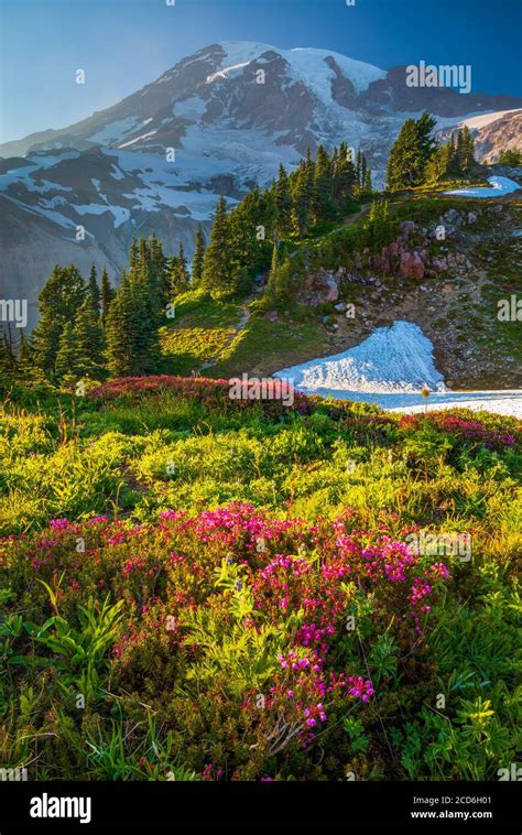 Wildflower Meadow At Paradise Mount Rainier Washington Usa Stock