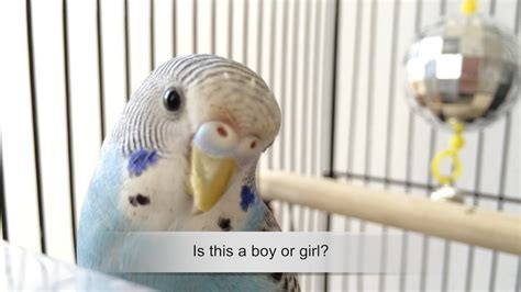 Is This A Boy Or Girl Budgie Please Comment Youtube