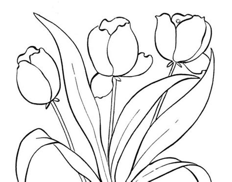 25 Gambar Bunga Anggrek Untuk Mewarnai Terpopuler Informasi Seputar