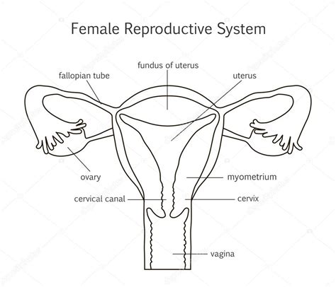 Icono De La Línea De Sistema Reproductor Femenino — Vector De Stock