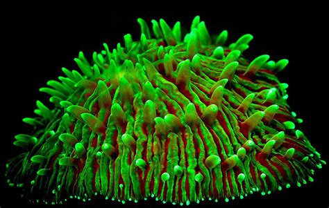 23 Fluorescent Coral Reefs Under Uv Light Coral Reef Saltwater