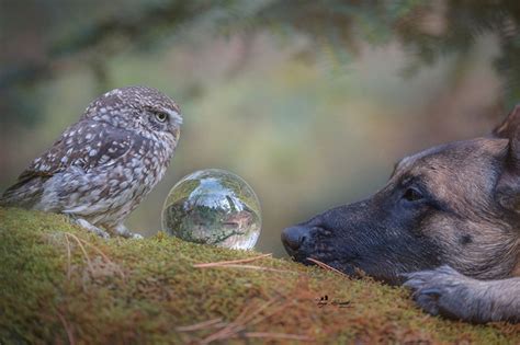 I Cant Stop Smiling At These Photos Of A Dog And His Owl Friend