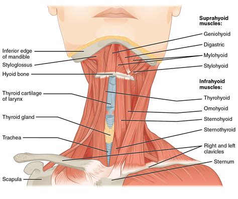 You may feel a dull, throbbing pain at the base of your skull. This figure shows the front view of a person's neck with ...