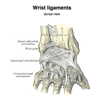Schematic Diagram Of Dorsal Extrinsic Wrist Ligaments Vrogue Co