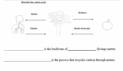 the carbon cycle worksheet