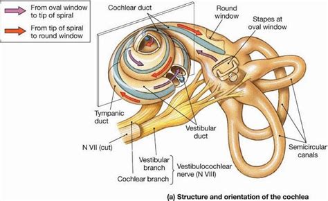 Cochlea Diagram Anatomy Picture Reference And Health News Human