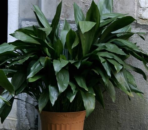 Cast Iron Plant Aspidistra Elatior Easy To Grow Ornamental