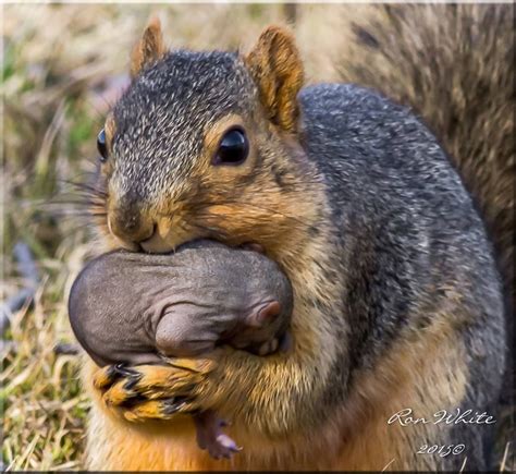 Best 25 Eastern Gray Squirrel Ideas On Pinterest Squirrel Squirrels