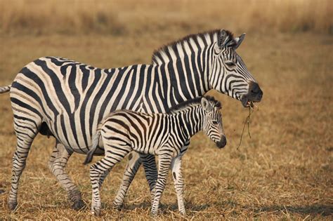 Características Das Zebras Mundo Ecologia