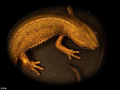 How Salamanders Replace Limbs Revealed And It May Help Humans Do The