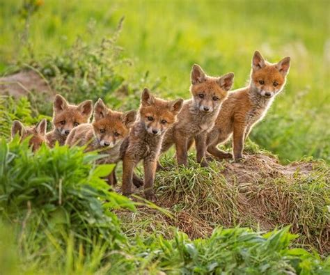 What Is A Group Of Foxes Called Animallord