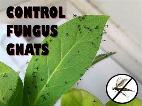 Fungus Gnats The Most Dreaded Indoor Pest Cx Tanlin Drops