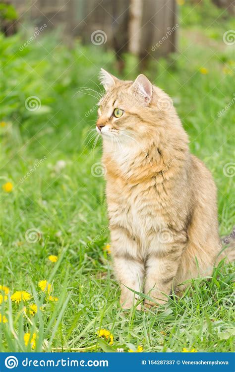 Ginger Tabby Cat On The Nature In The Green Grass Among The Yellow